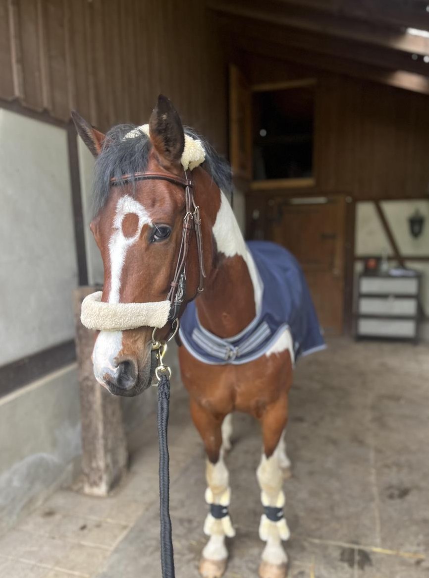 Reitbeteiligung mit 2 Ponys, Nähe Winterthur
