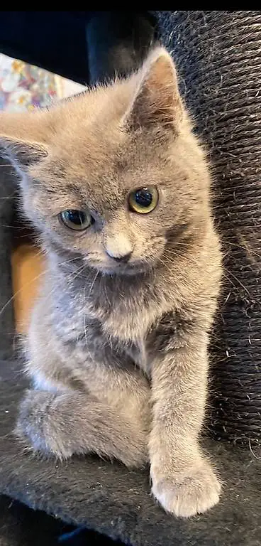 Süsses Kitten Mix Russisch blau/siam