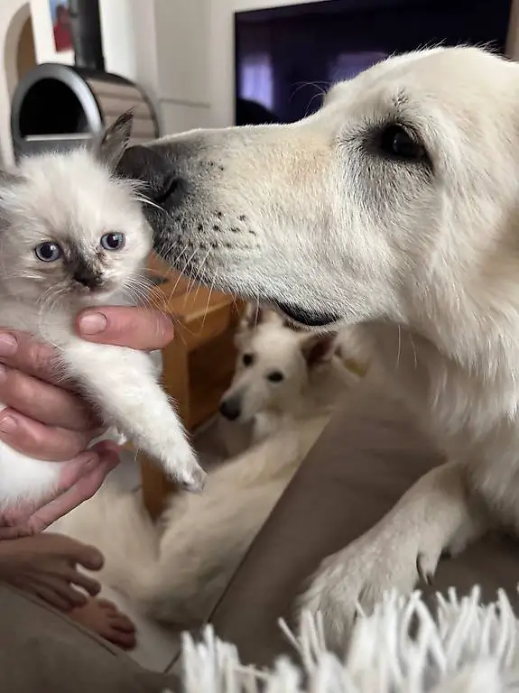 Für Immer Zuhause - heilige Birma Mix Kitten