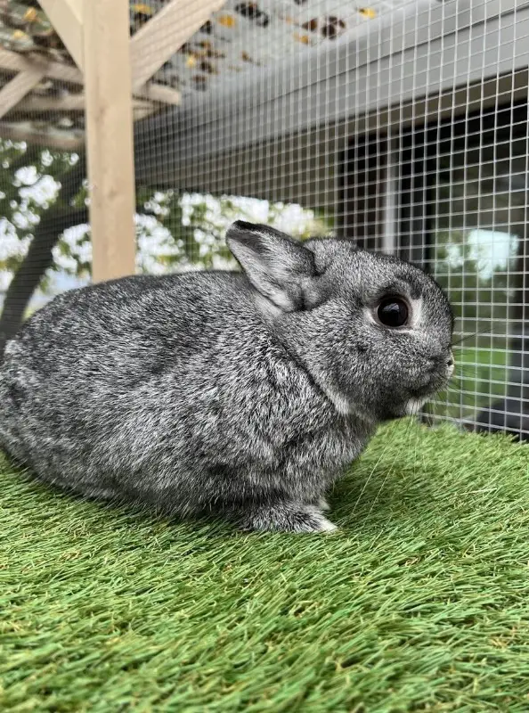 Farbenzwerg Zwergkaninchen Rammler in Chinchilla