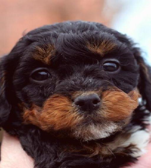 Yorkiepoo Welpen Biewer Yorkshire Terrier x Zwergpudel ähnlich wie Maltipoo, Havapoo Cockerpoo Pudel