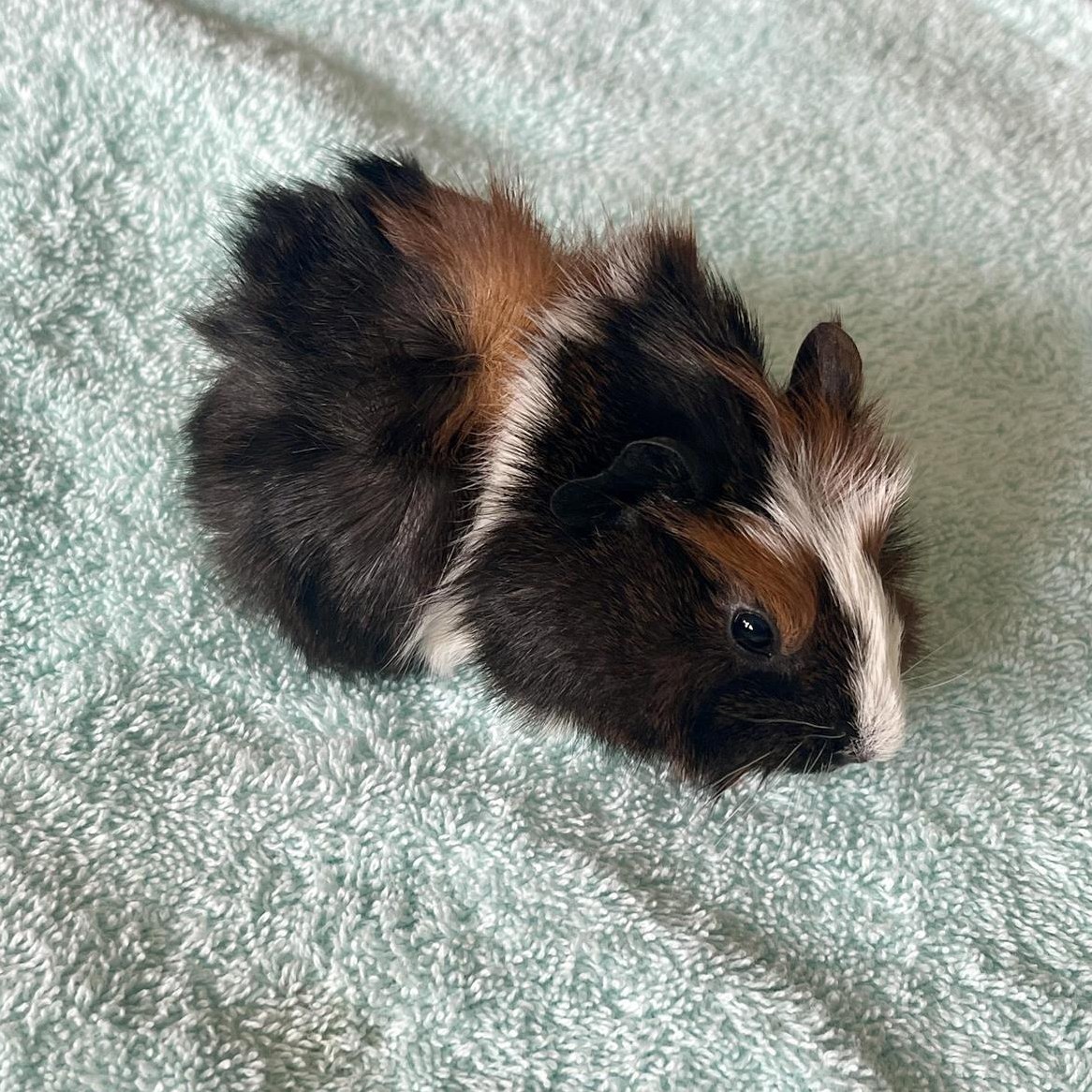 Rosetten Meerschweinchen Männchen sucht Zuhause