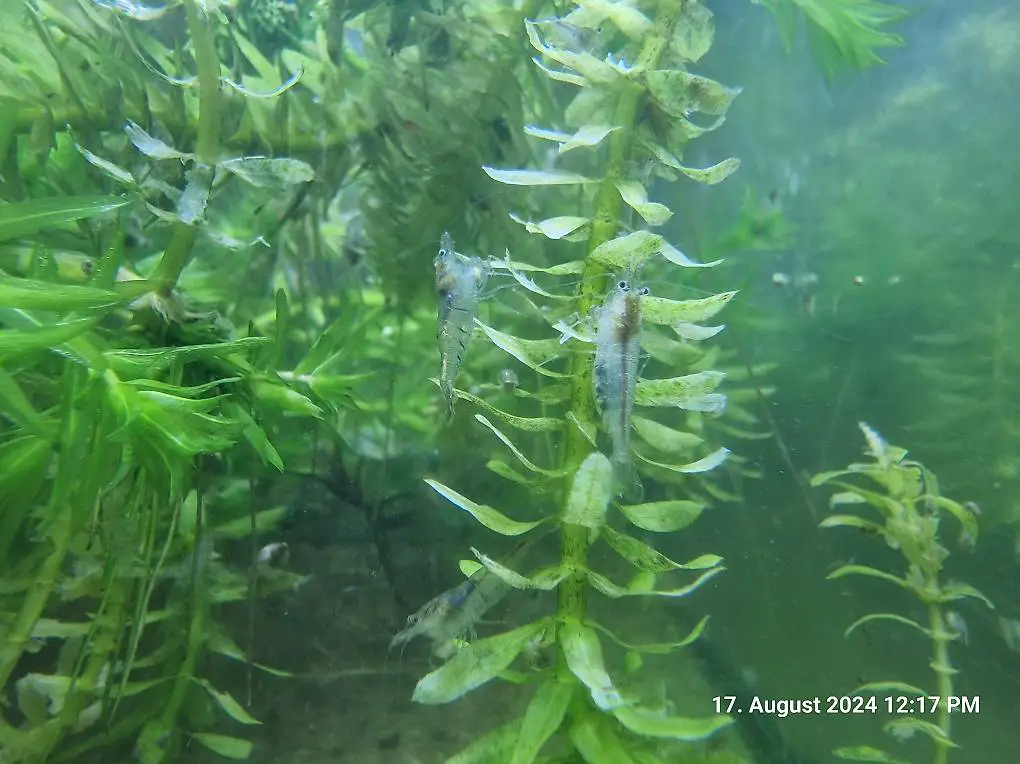 Garnelen Zwerggarnelen Aquarium