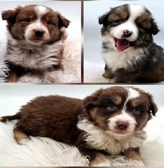 Miniature Australian Shepherd Welpen mit Papieren