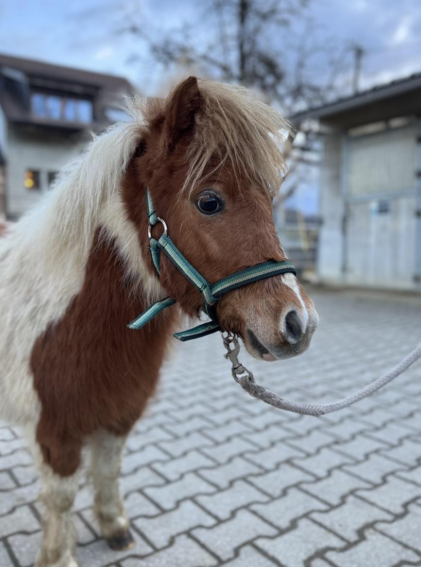 Süsse Shetty x Falabella Pony Hengste