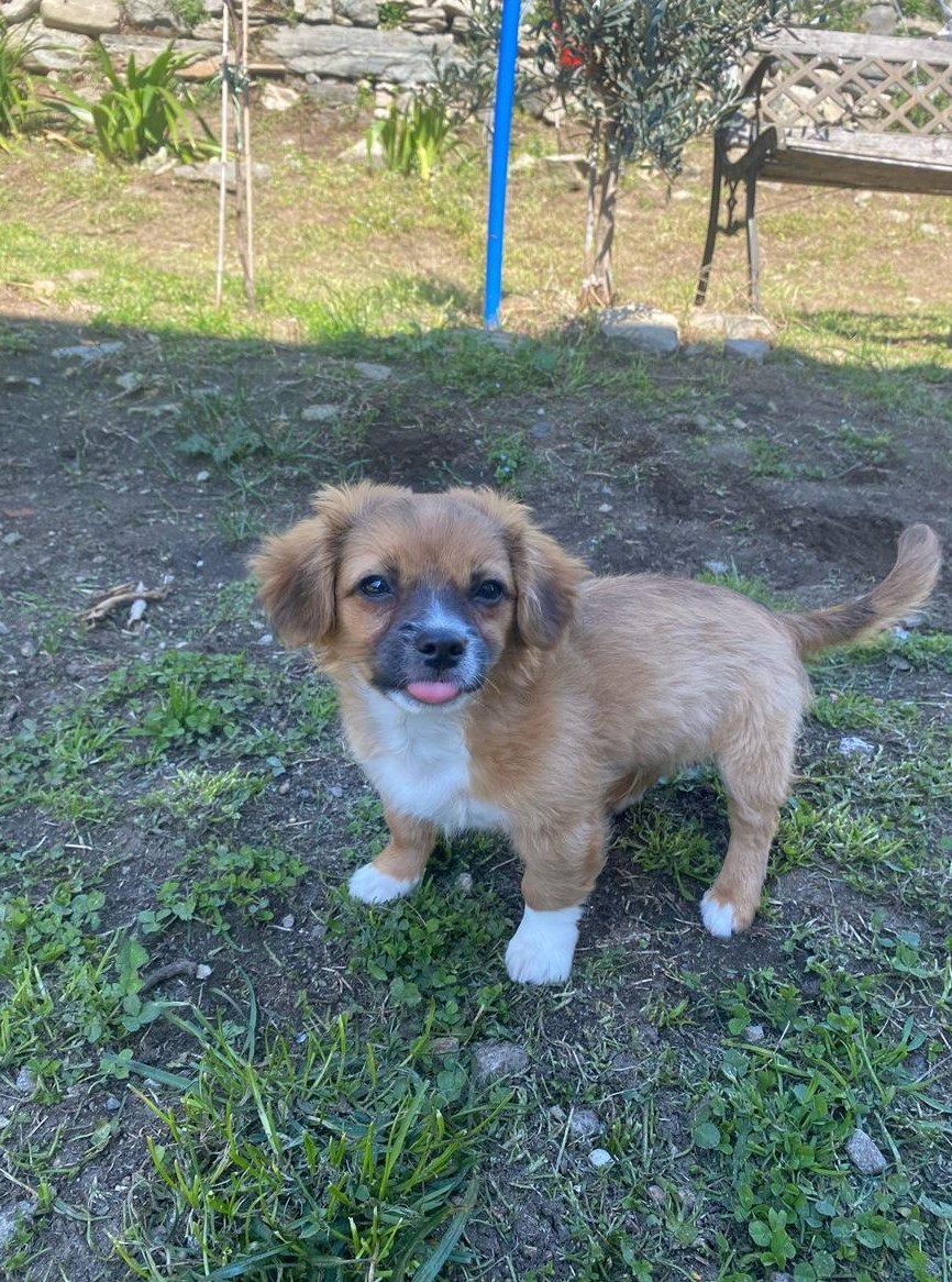 Bichon Frisé - Ciao sono Brownie