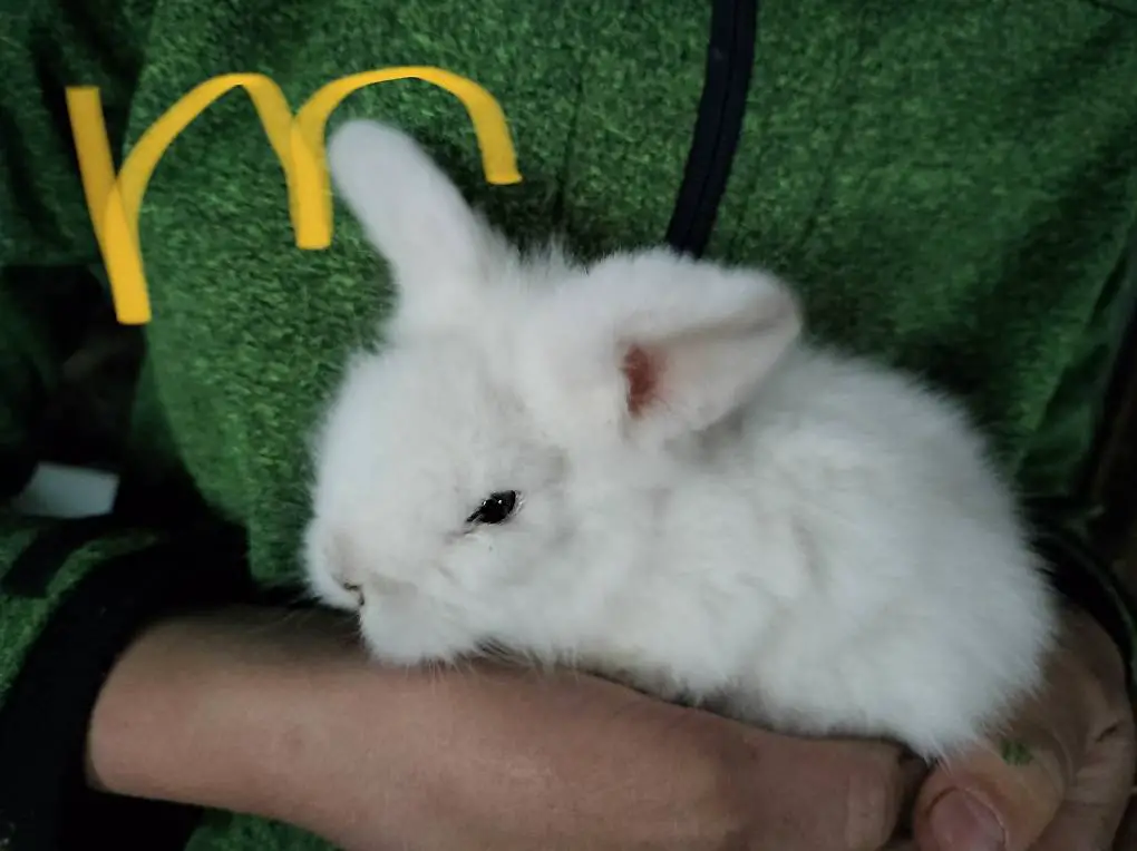 Löwenkopf Zwerghase Männchen