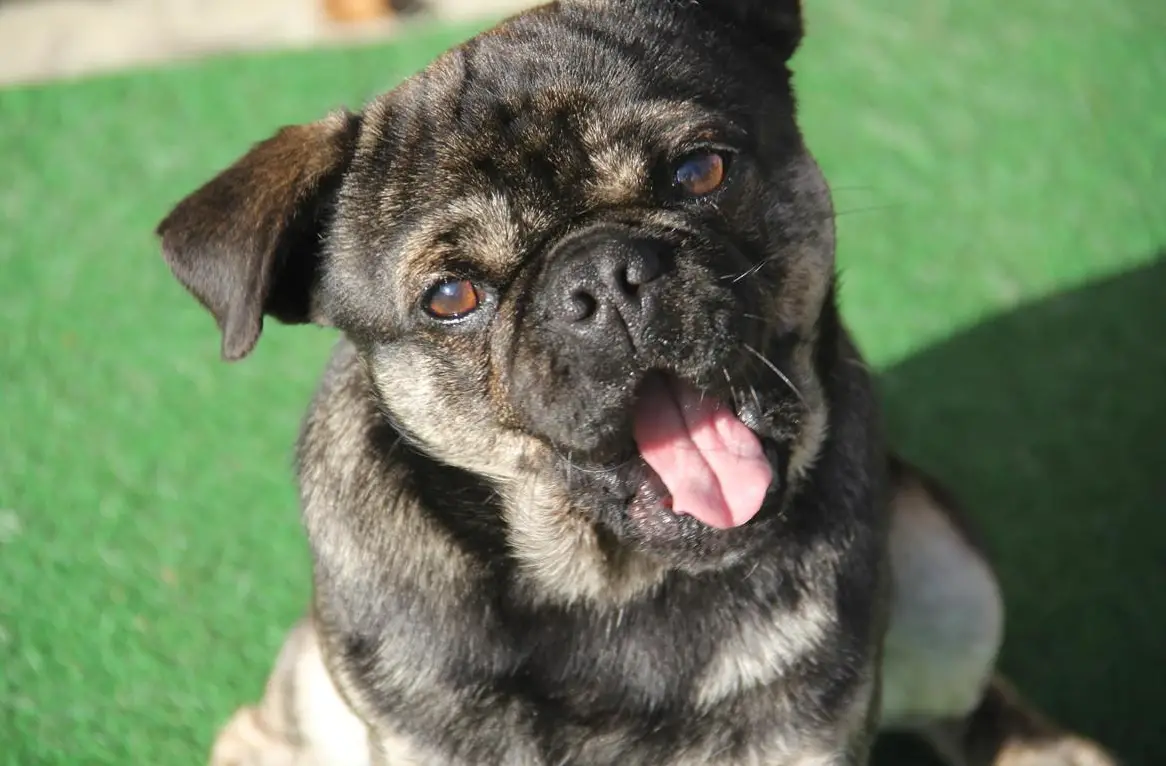 7-jähriger Mops Rüde, ein kleiner Macho