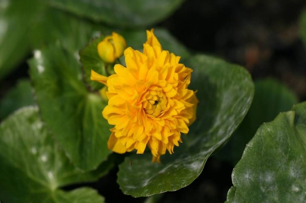  Teichpflanzen: Wasserpflanze Caltha palustris "Plena"