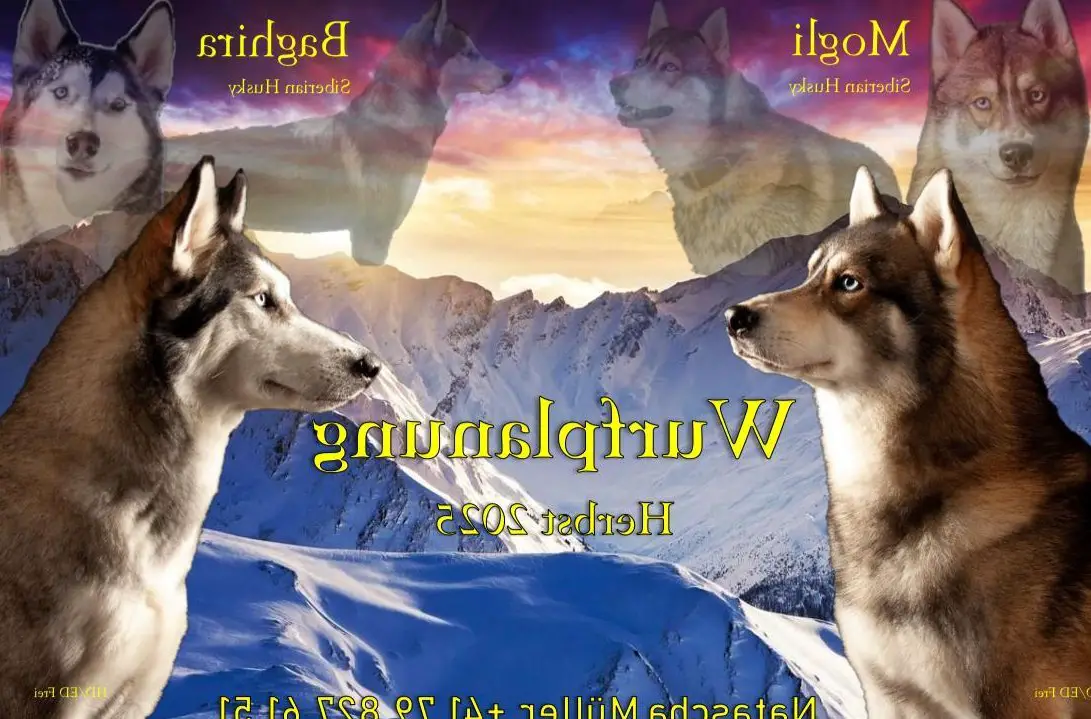 Siberian Husky Welpen | Wurfplanung