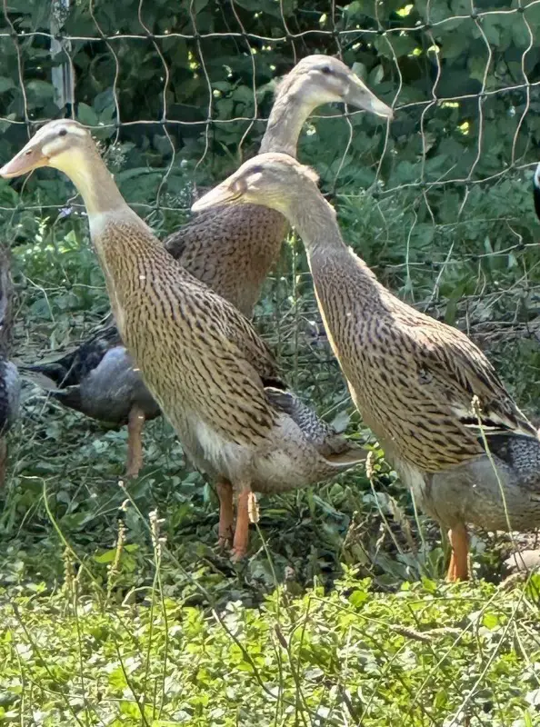 Junge Laufenten an guten Platz mit Teich