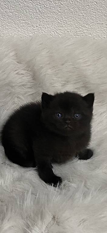 Bkh Kitten