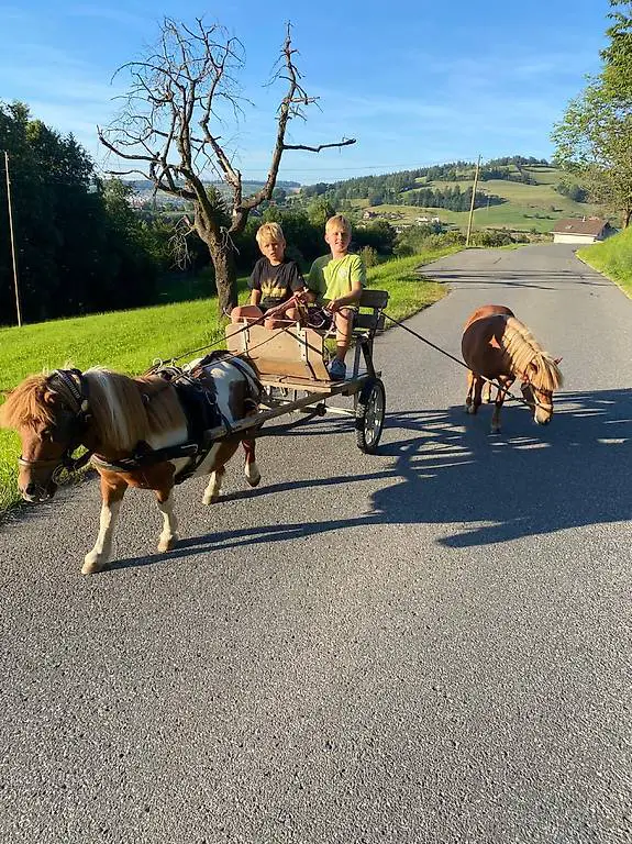 Sulky, Ponywagen, gut erhalten.