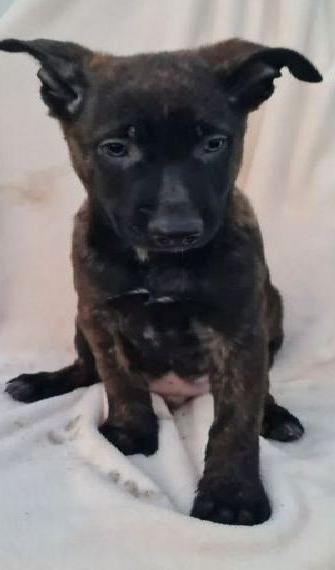 Malinois Herder X-Mechler Welpen