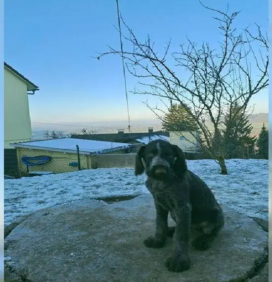 Deutsch Drahthaar Welpen abzugeben