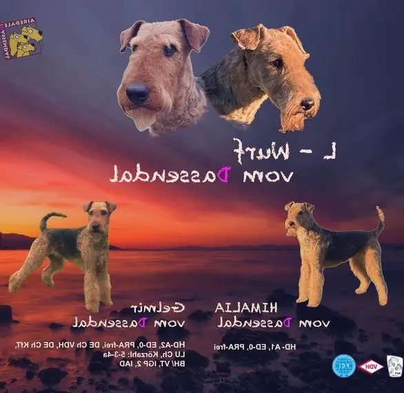 Wurfankündigung - Wir planen unseren L-Wurf