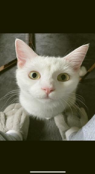 Angora mix Kater Kastriert