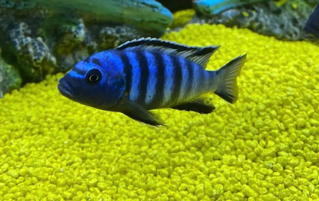 Fische Barsche Malawi