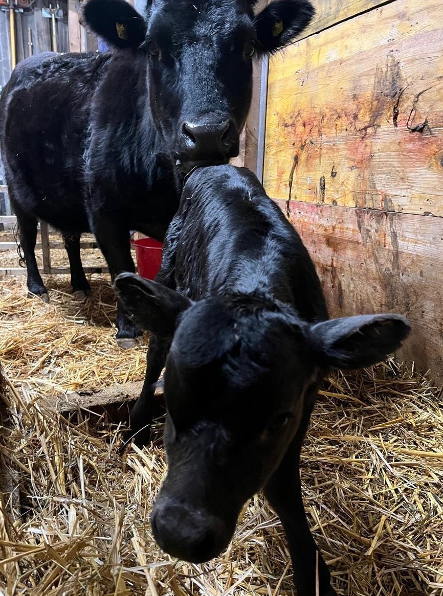 Dahomey Kuh mit Kalb zu verkaufen