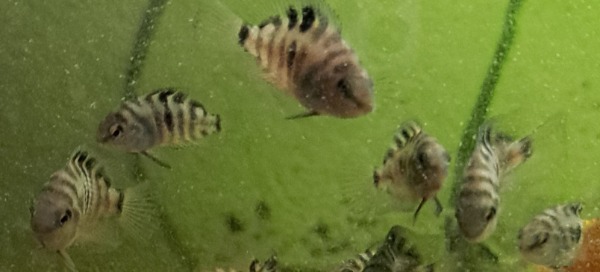 Gratis Zebrabuntbarsche