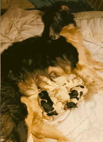 Reinrassige Barsoi Windhund Welpen aus Import Eltern