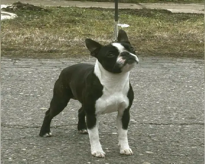 Boston terrier