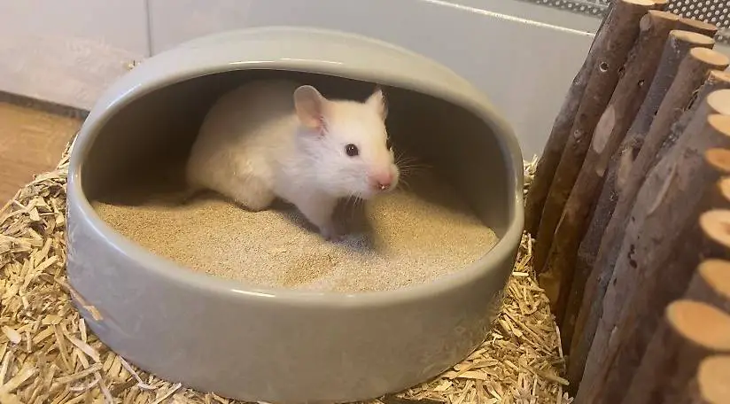 Handzahmes Goldhamster Girl