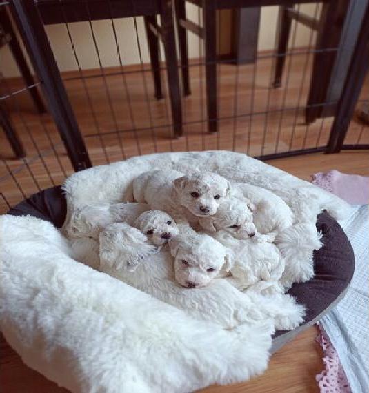 Bichon Frise Welpen