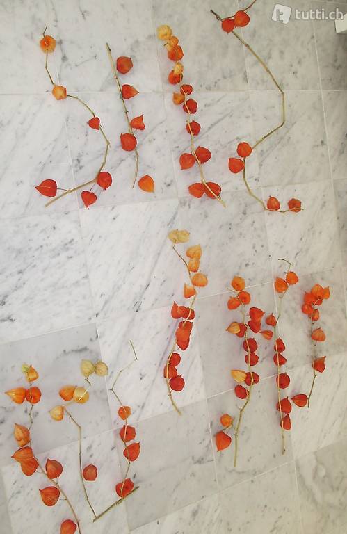 50 echten, getrocknet LAMPIONBLUMEN am Stiel-