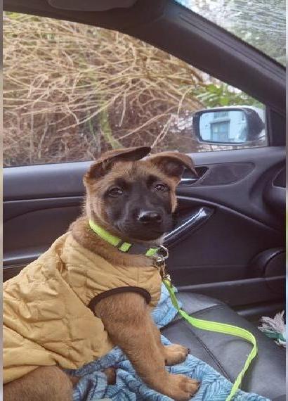 Welpen Belgian Malinois Rüde