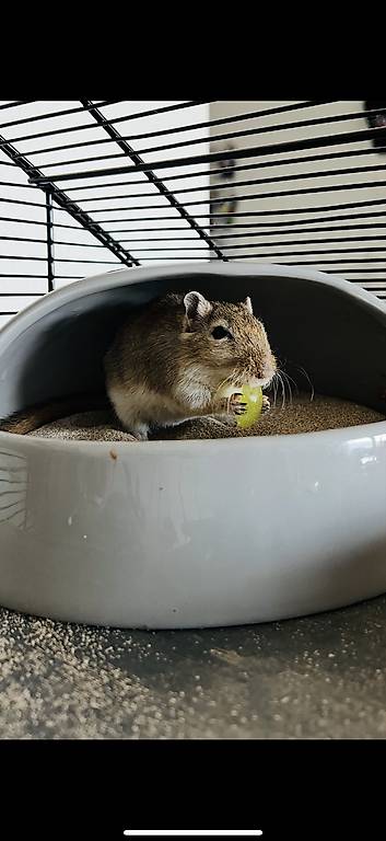 Rennmaus (weibchen) sucht ein neues zu Hause