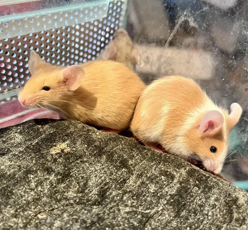 Junge Farbmaus Babys suchen ein neues Zuhause