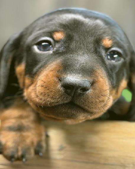 Traumhafte Familien Dackel Welpen aus zertifizierter Zucht in Black/Tan