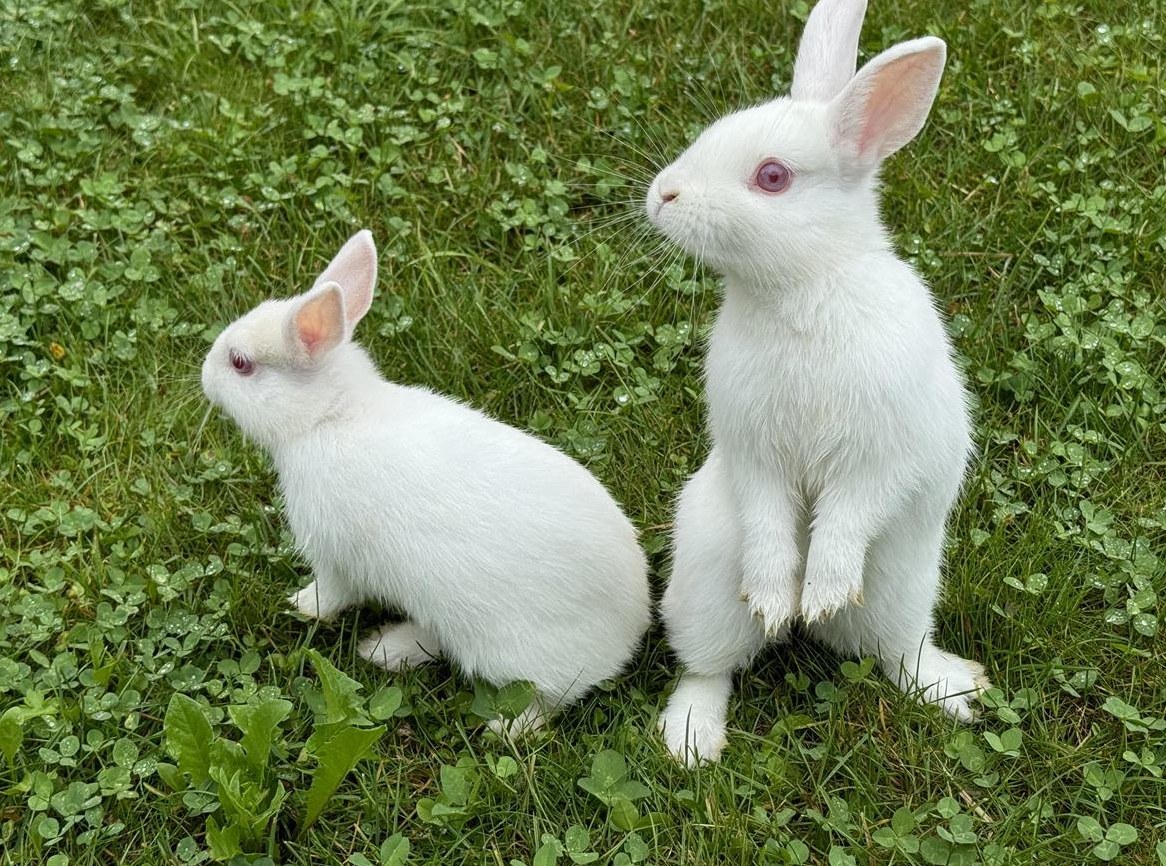 Farbenzwerg Zwergkaninchen Weibchen