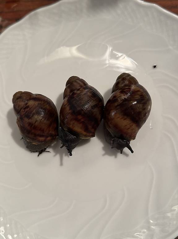 Achatschnecken Babys Ovum