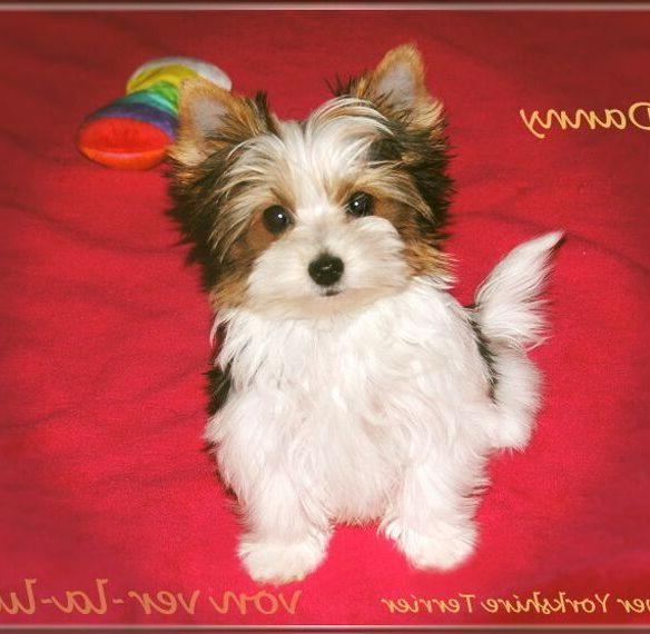 Biewer Yorkshire Terrier Welpe-Rüde