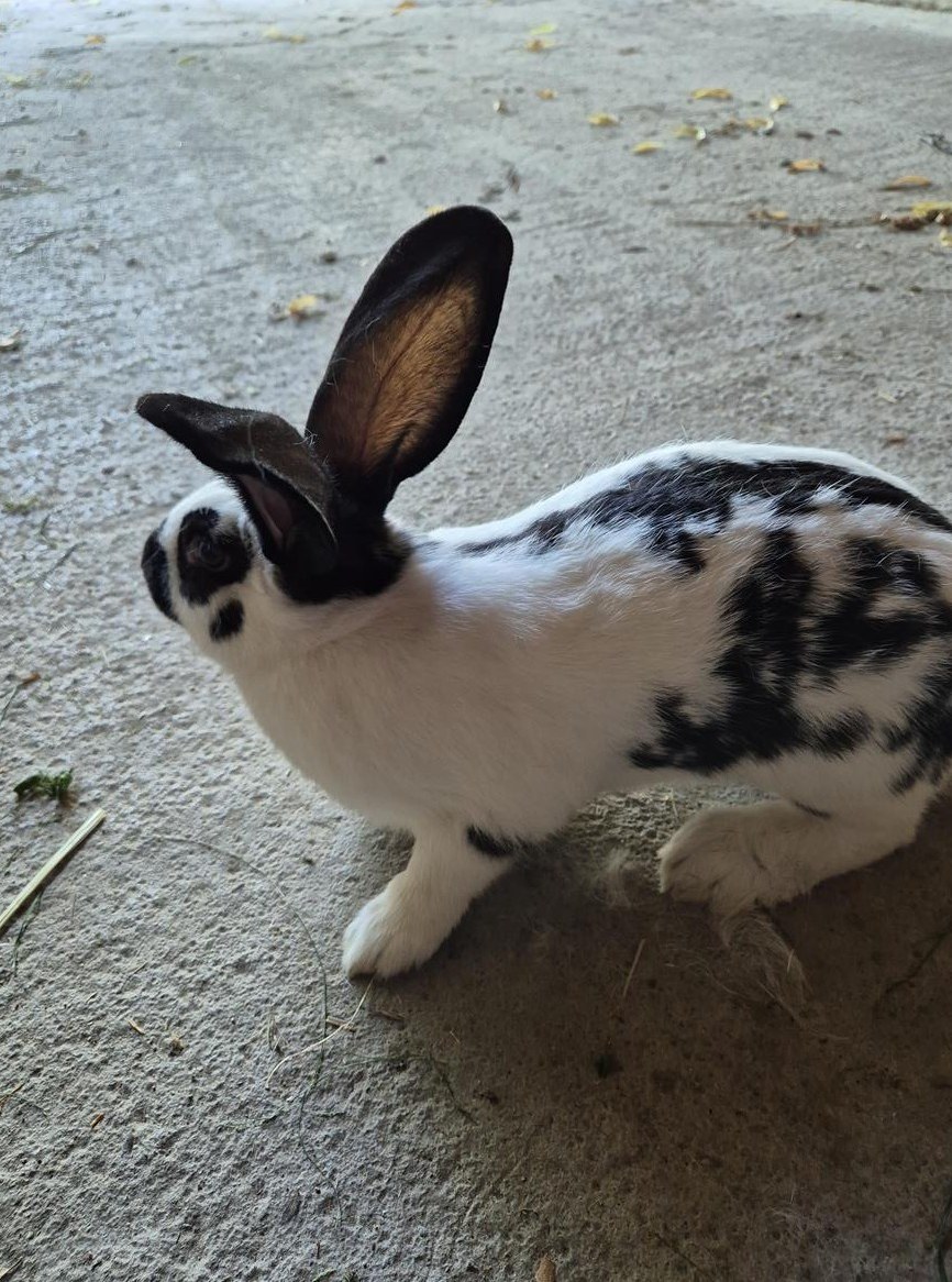 Schweizer Schecken Kaninchen zu verkaufen