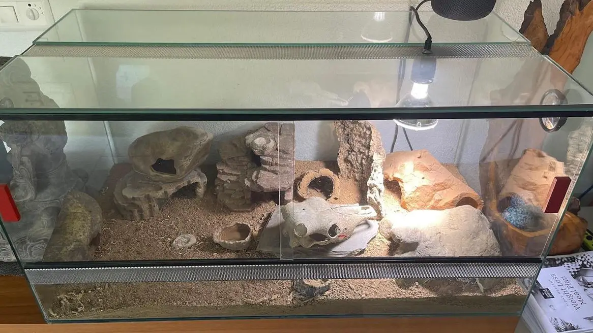 Leopardgeckos mit allem Zubehör, kostenlos in gute Hände abzugeben