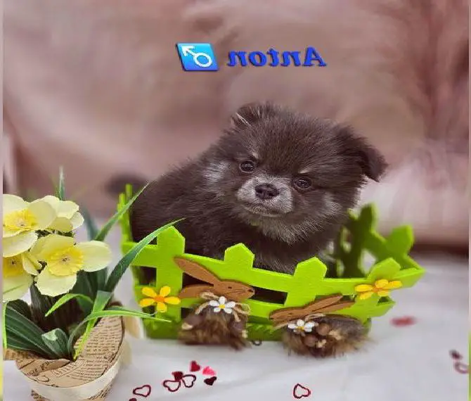 Farblich wunderschöne Pomchi Welpen mit Ahnentafel