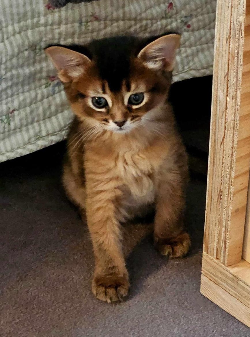 Somali Kater mit Stammbaum sucht sein neues Zuhause