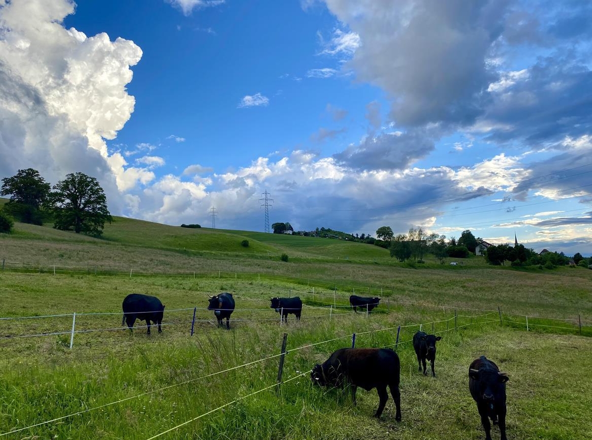 Eringerkühe / Rinder / Kälber zu verkaufen