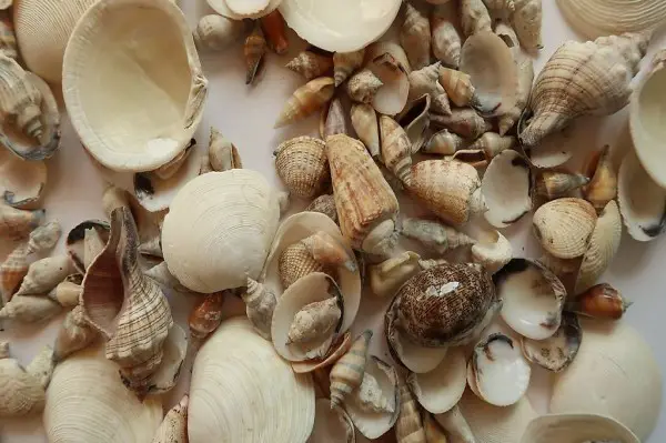 Muschelmix 1 kg Viele Arten, Formen und Grössen
