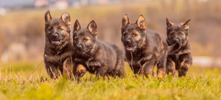 ostdeutsche schäferhund welpen - ddr linie - voller impfschutz & dokumentation + transport