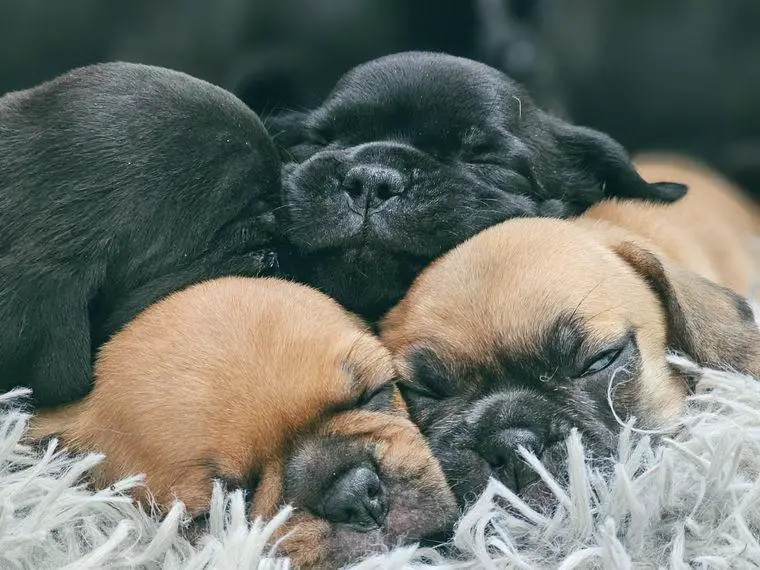 Altdeutsche Mops Welpen