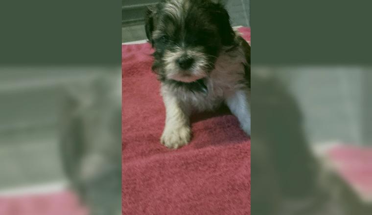 Shih Tzu - Havaneser Welpen