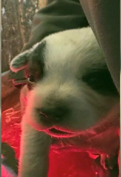 3 Australian Cattle Dog Welpen