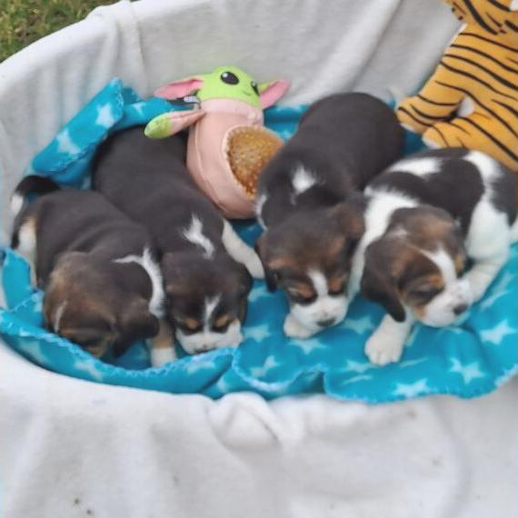 Beaglewelpen suchen neues Zuhause