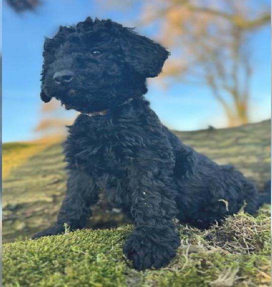 Blackdoodle Goldendoodle F1b, Grosspudel