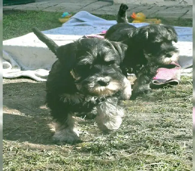 Zwergschnauzer Rüde schwarz silber
