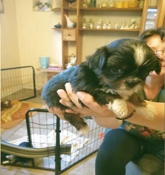 Shih Tzu kaufen (Preis verhandelbar)